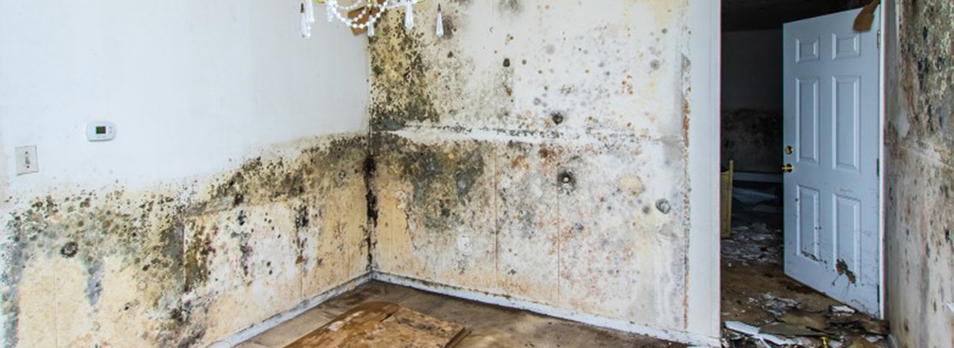 mold inspection & remediation