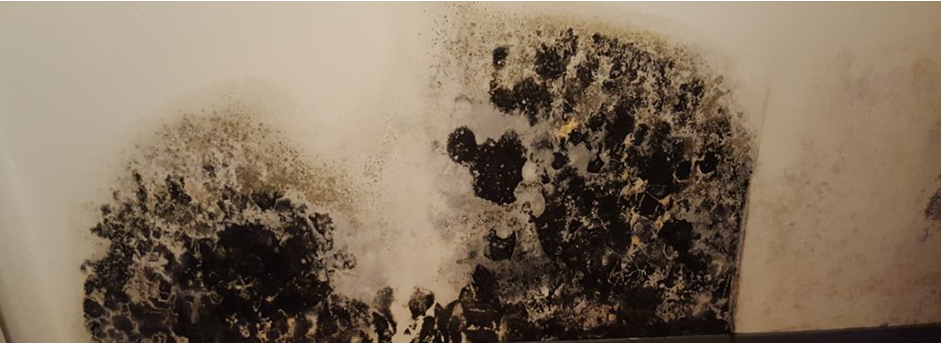 mold inspections los angeles
