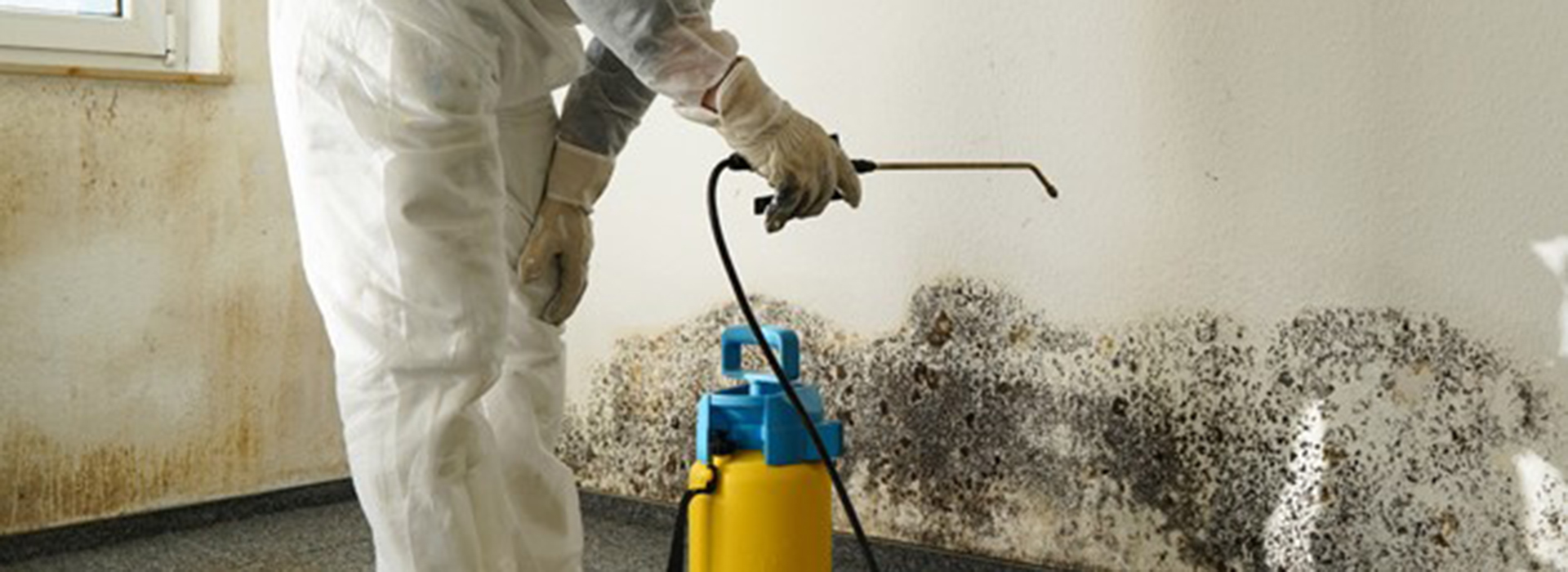 safe site mold inspections